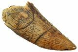 Serrated Raptor Tooth - Real Dinosaur Tooth #357978-1